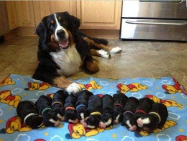 Funny Dogs (39 pics)