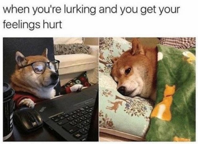 Funny Dogs (39 pics)