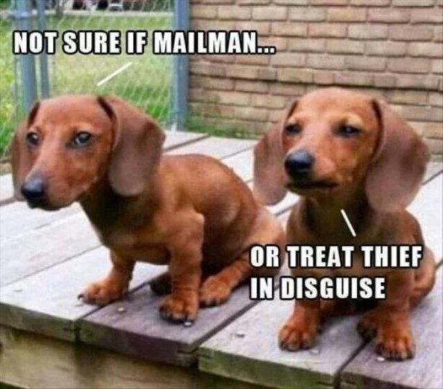 Funny Dogs (39 pics)