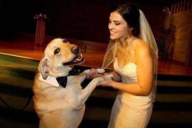 Funny Dogs (39 pics)