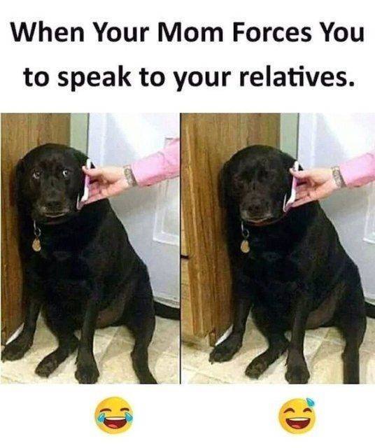 Funny Dogs (39 pics)