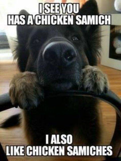 Funny Dogs (39 pics)