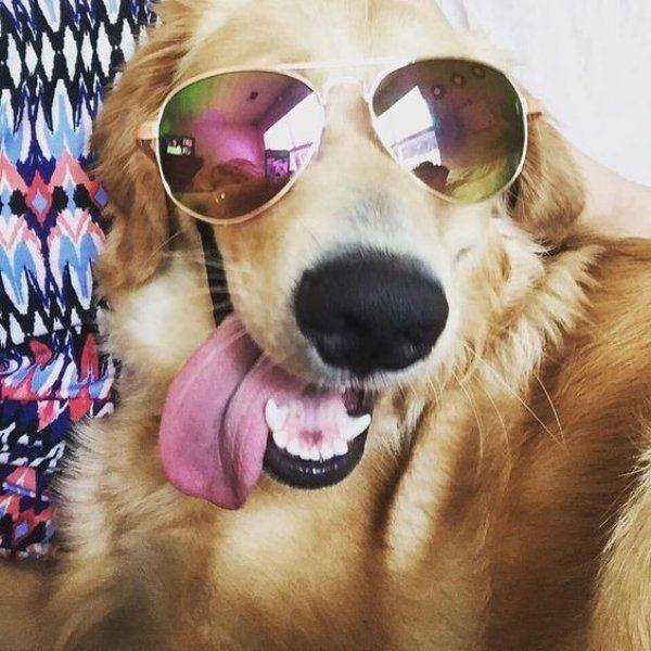 Funny Dogs (39 pics)