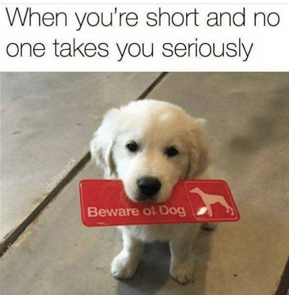 Funny Dogs (39 pics)