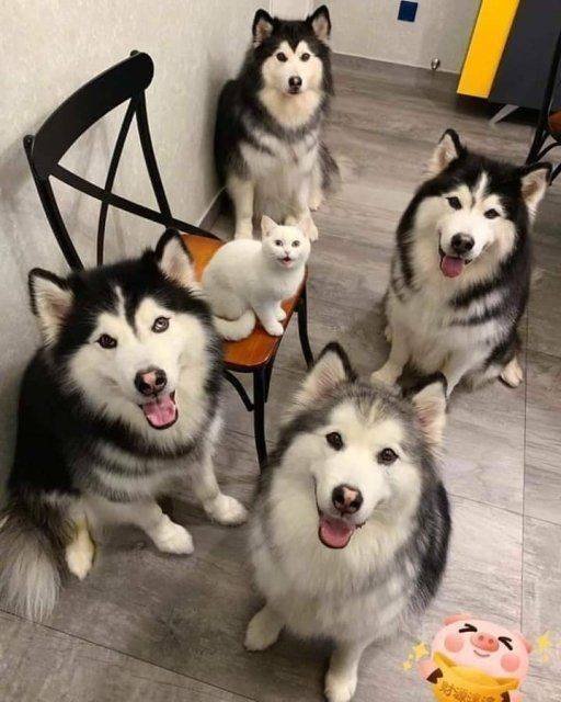 Funny Dogs (39 pics)