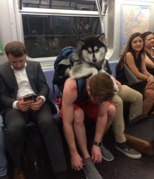 Funny Animals (51 pics)