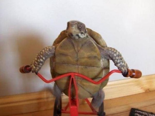 Funny Animals (51 pics)