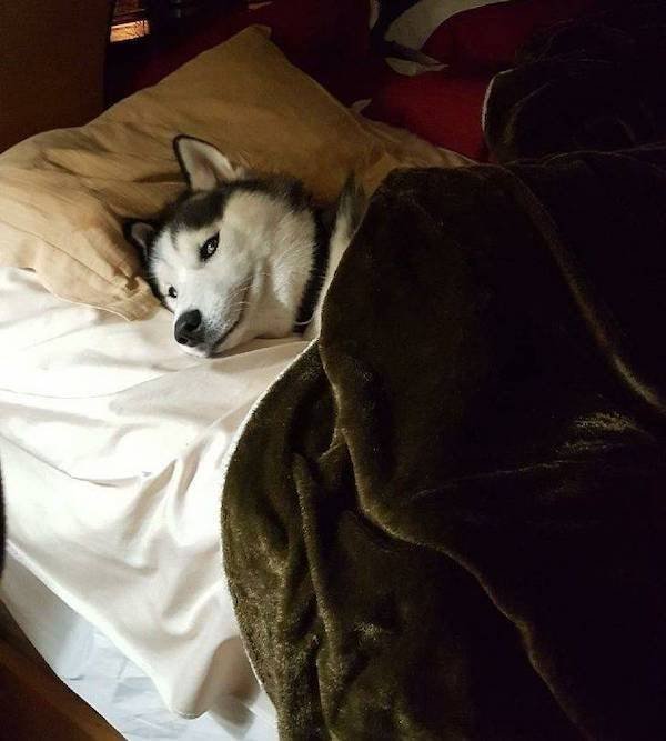 Funny Animals (51 pics)