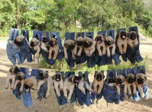 Funny Animals (51 pics)