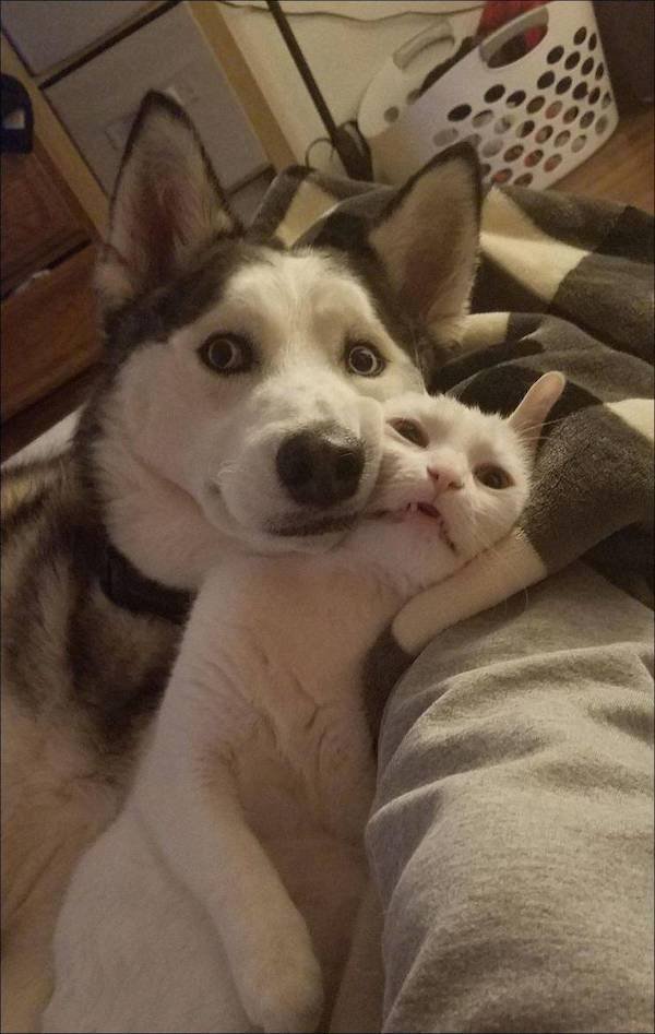 Funny Animals (51 pics)