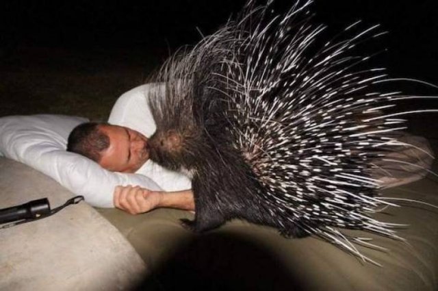 Funny Animals (51 pics)