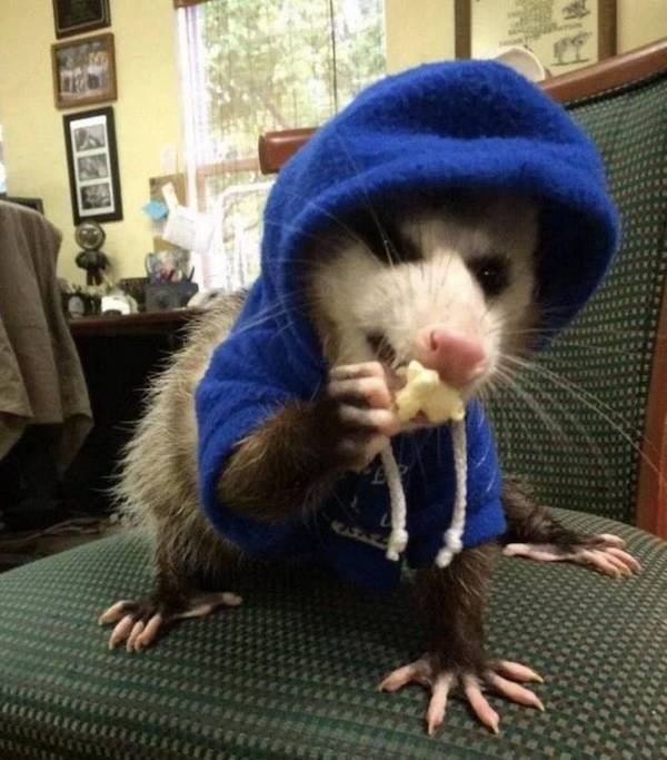 Funny Animals (51 pics)