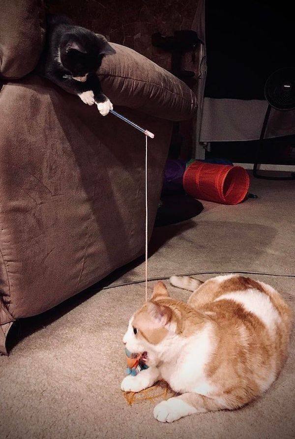 Funny Animals (51 pics)