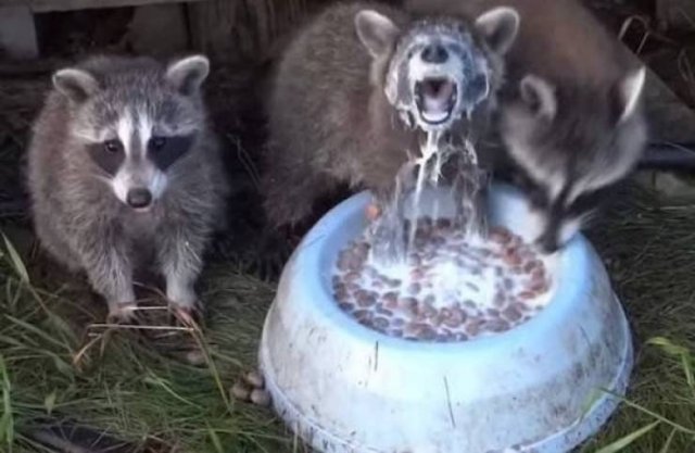 Funny Animals (51 pics)