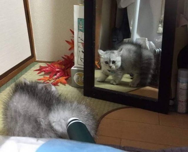 Funny Animals (51 pics)