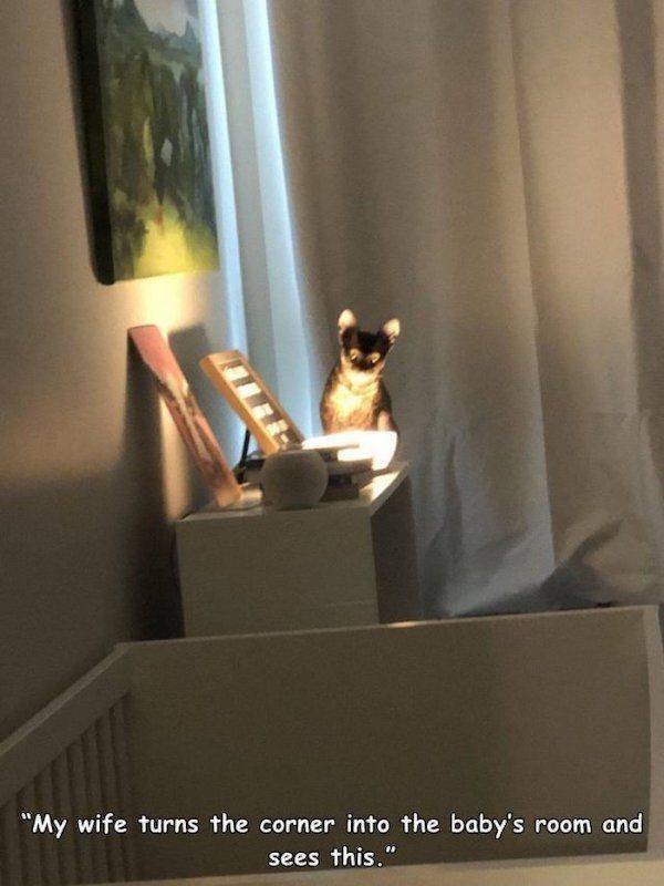 Funny Animals (51 pics)