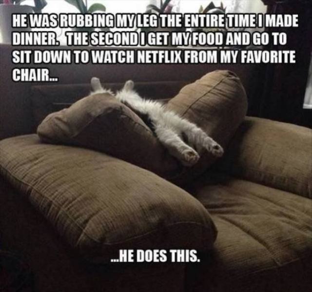Funny Animals (51 pics)
