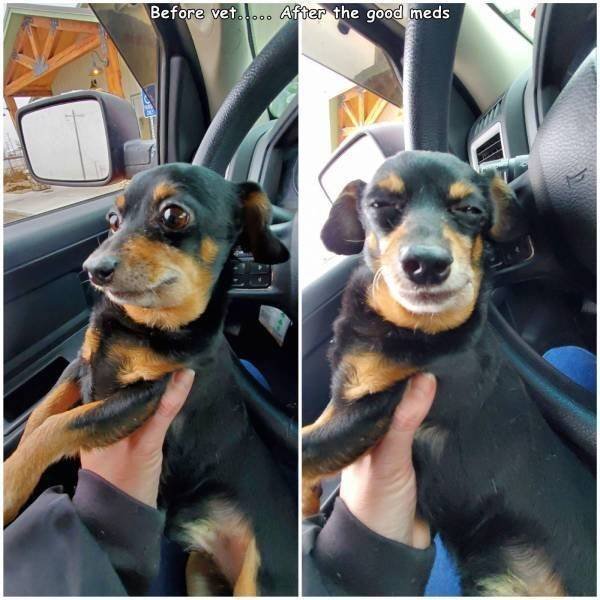 Funny Animals (51 pics)