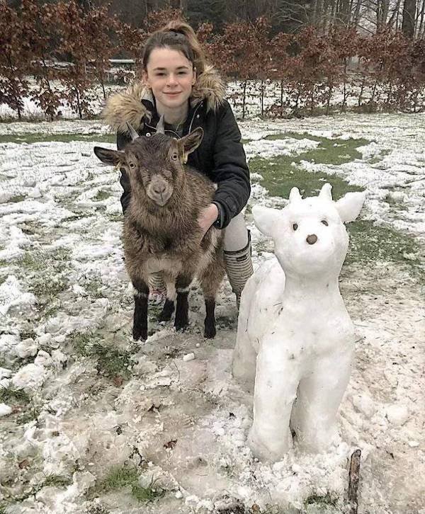 Funny Animals (51 pics)