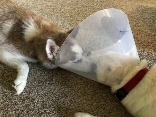 Funny Animals (51 pics)