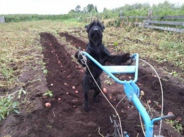 Funny Animals (51 pics)