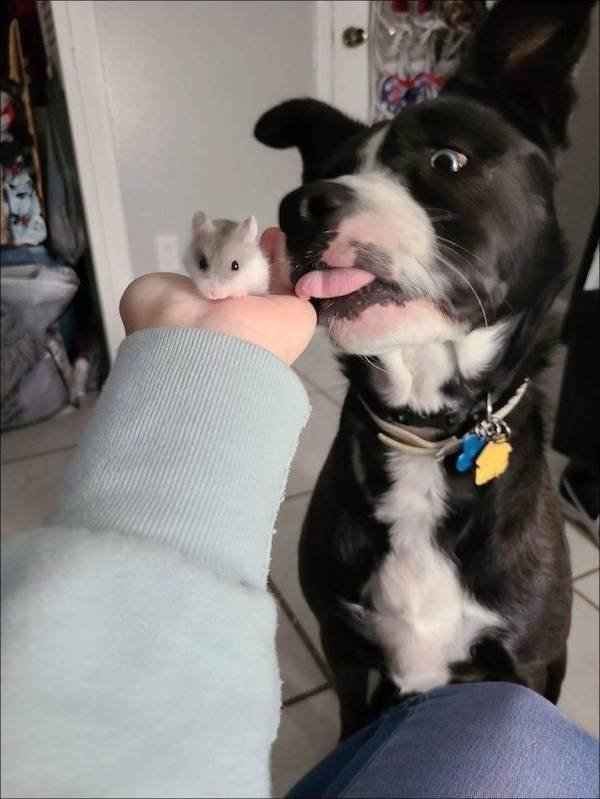 Funny Animals (51 pics)