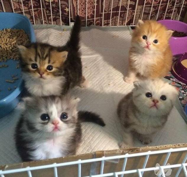 Very Small Kittens (50 pics)
