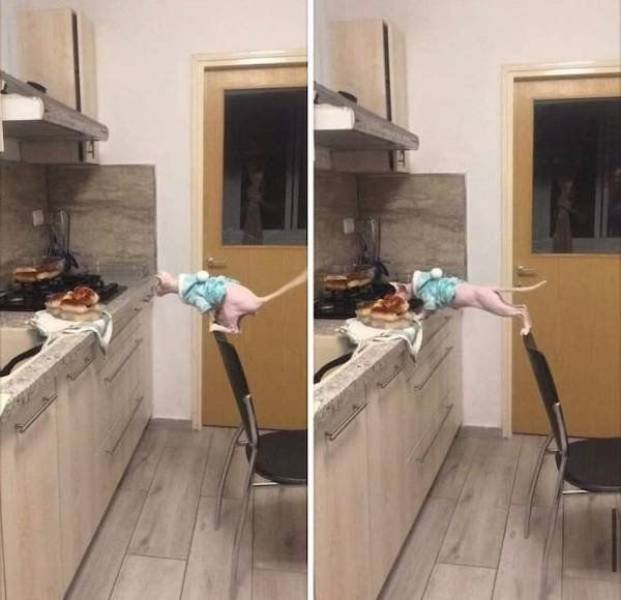 Funny Animals (51 pics)