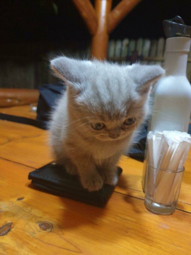 Very Small Kittens (50 pics)