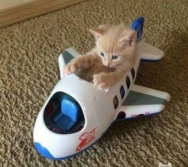 Funny Animals (51 pics)