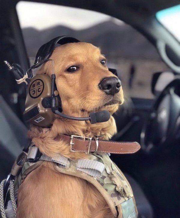 Funny Animals (51 pics)