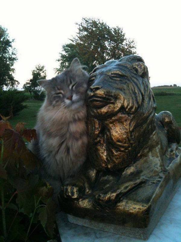 Funny Animals (51 pics)