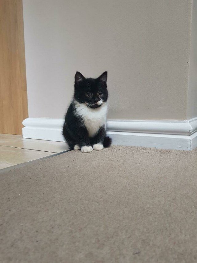 Very Small Kittens (50 pics) Very Small Kittens (50 pics)