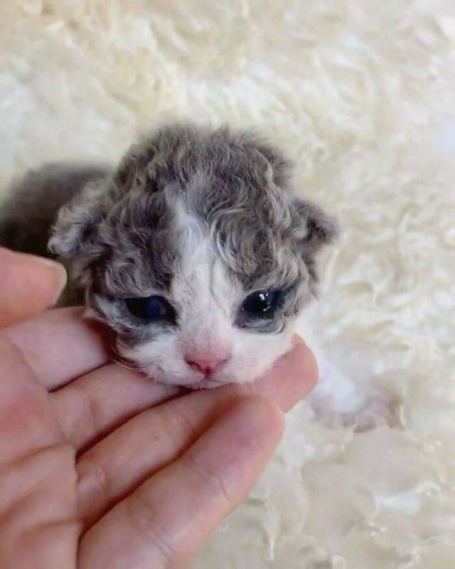 Very Small Kittens (50 pics)