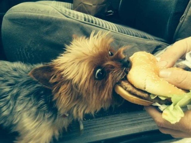 Funny Animals (51 pics)