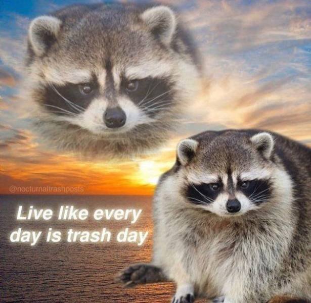 Funny Animals (51 pics)
