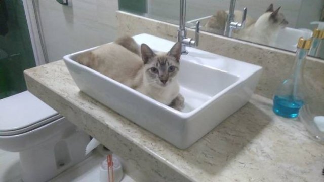 Cats Can Sleep Anywhere (17 pics)