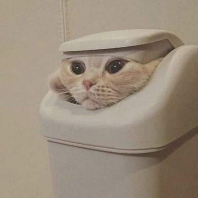 Cats Can Sleep Anywhere (17 pics) Cats Can Sleep Anywhere (17 pics)