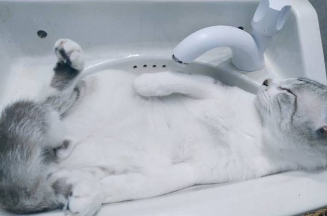 Cats Can Sleep Anywhere (17 pics) Cats Can Sleep Anywhere (17 pics)