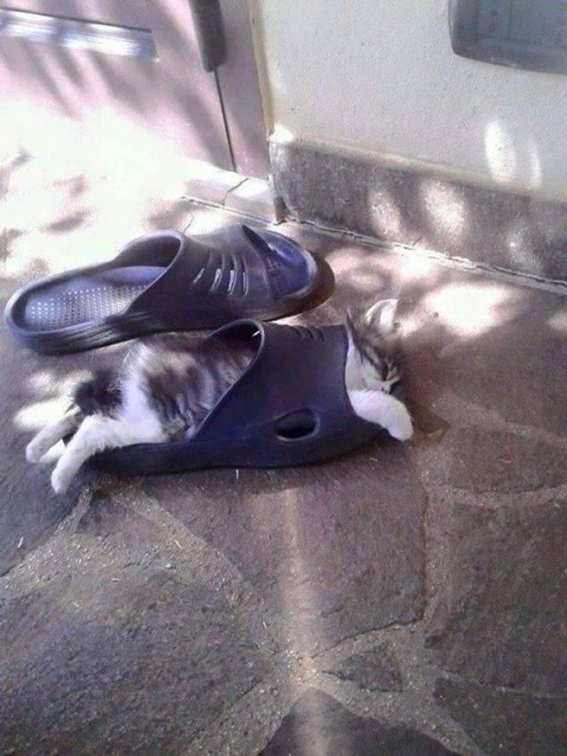 Cats Can Sleep Anywhere (17 pics) Cats Can Sleep Anywhere (17 pics)
