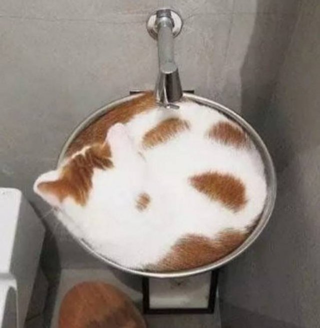 Cats Can Sleep Anywhere (17 pics) Cats Can Sleep Anywhere (17 pics)