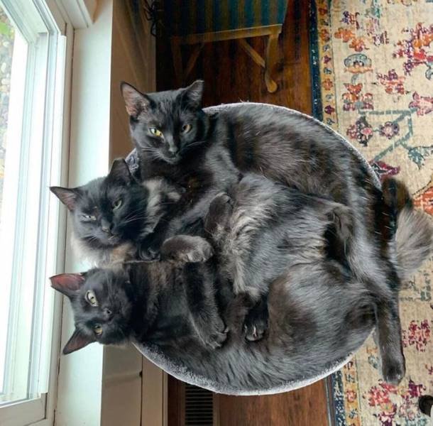 Cats Can Sleep Anywhere (17 pics) Cats Can Sleep Anywhere (17 pics)