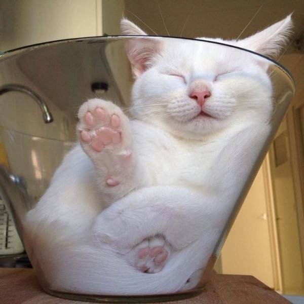 Cats Can Sleep Anywhere (17 pics) Cats Can Sleep Anywhere (17 pics)