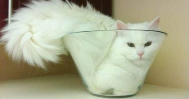 Cats Can Sleep Anywhere (17 pics) Cats Can Sleep Anywhere (17 pics)