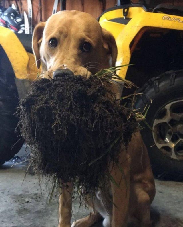 Generous Pets (19 pics)