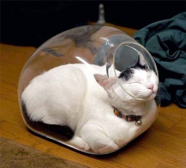 Cats Can Sleep Anywhere (17 pics) Cats Can Sleep Anywhere (17 pics)