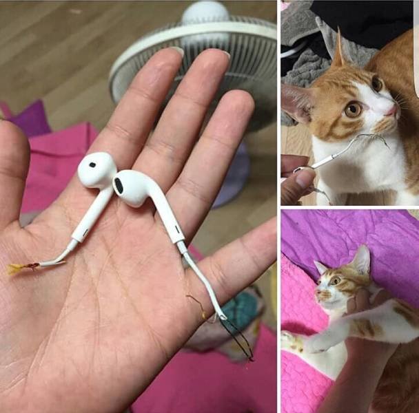 Generous Pets (19 pics)