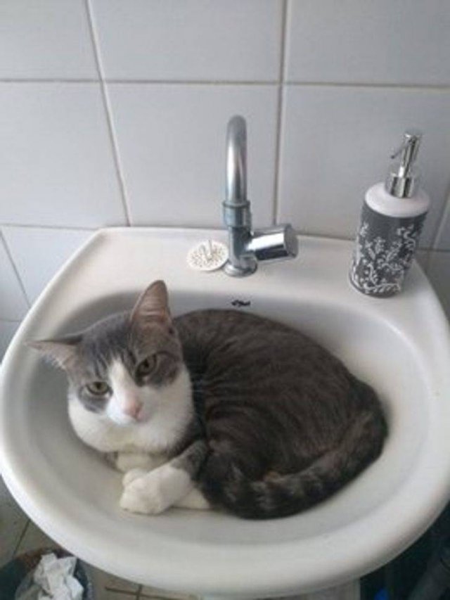 Cats Can Sleep Anywhere (17 pics) Cats Can Sleep Anywhere (17 pics)