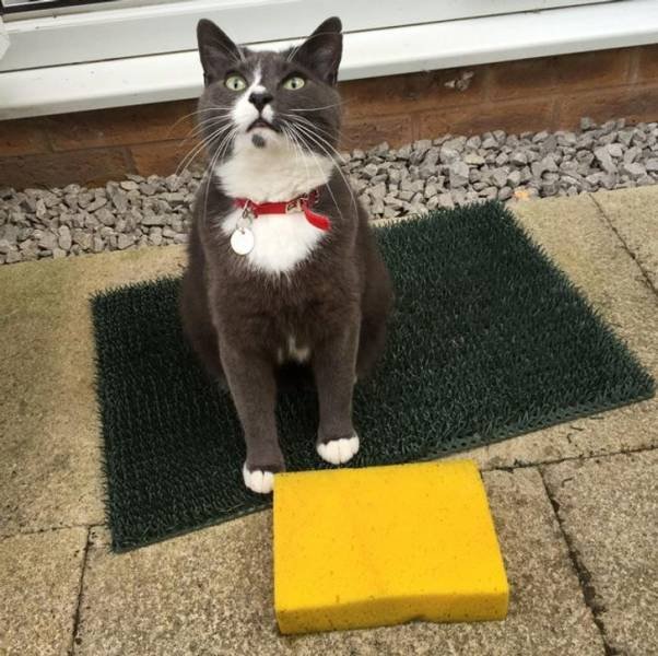 Generous Pets (19 pics)