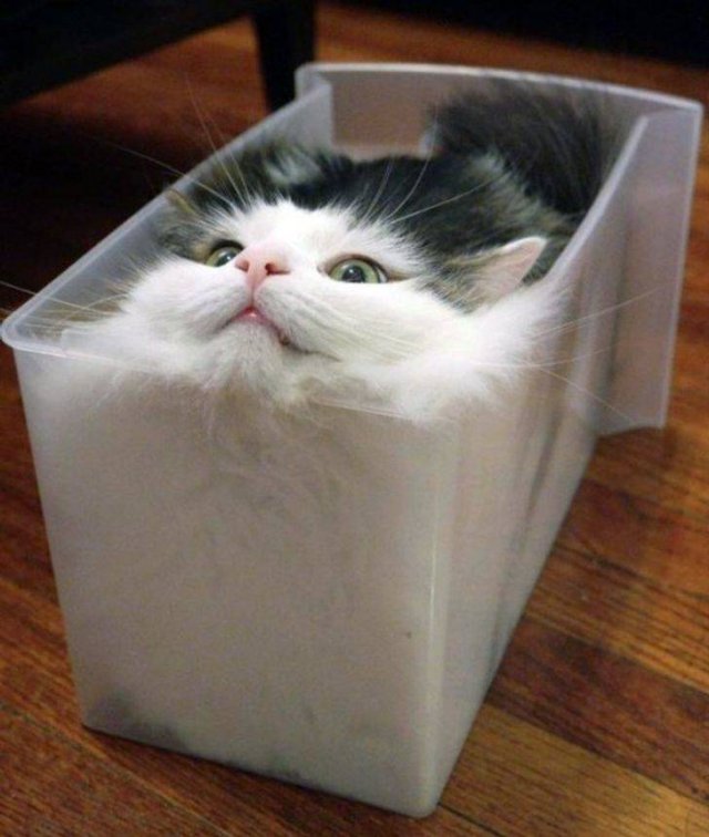 Cats Can Sleep Anywhere (17 pics) Cats Can Sleep Anywhere (17 pics)
